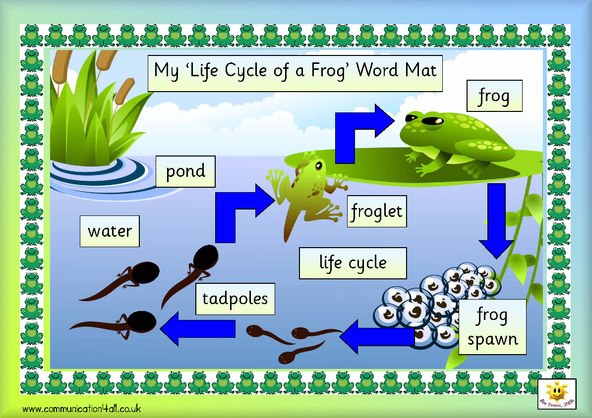 frog-life-cycle